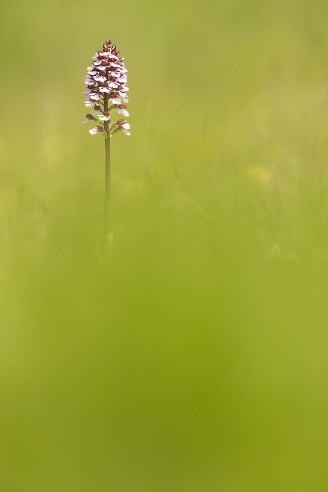 Lady Orchid, Kent, May 2024