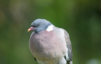 Wood Pigeon, Slimbridge, August 2014