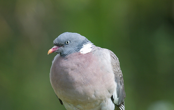 Wood Pigeon, Slimbridge, August 2014