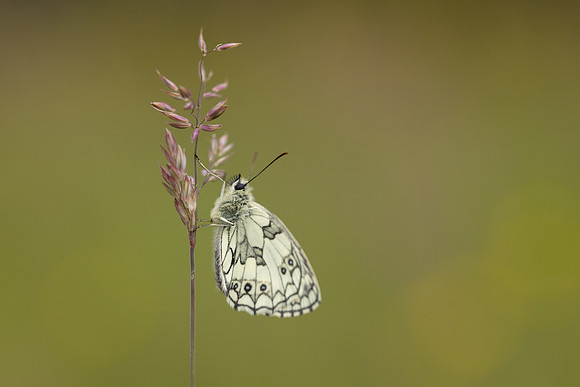 Marble White, Oldbury Power Station, June 2024