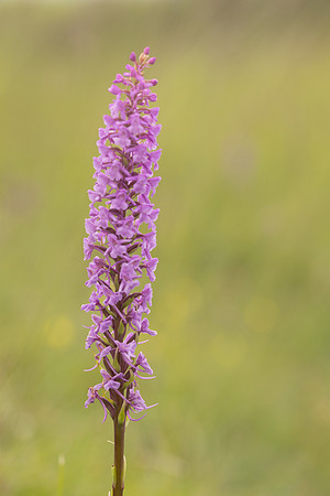 Chalk Fragrant-orchid, Minchinhampton Common, June 2024