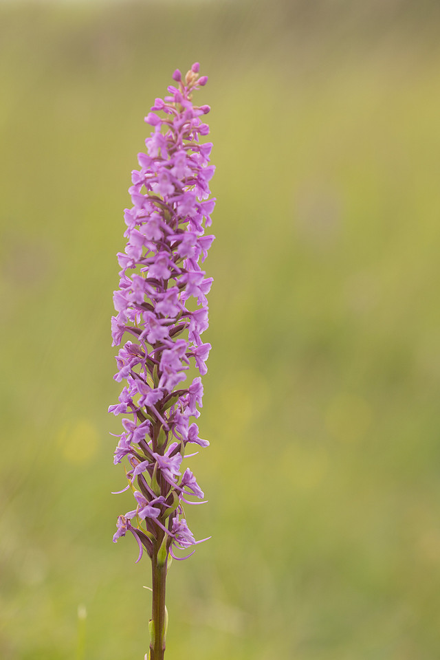 Chalk Fragrant-orchid, Minchinhampton Common, June 2024