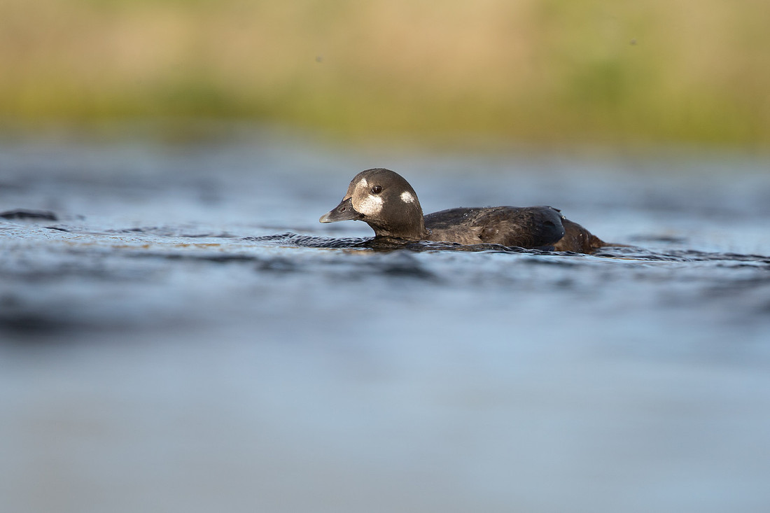Harlequin Duck, River Laxa, Iceland, May 2022