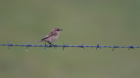Whinchat, Pembrokeshire, August 2013