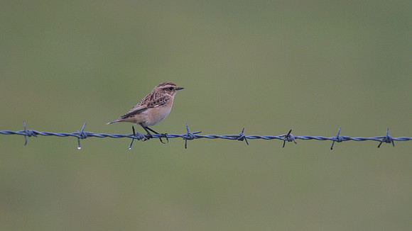 Whinchat, Pembrokeshire, August 2013