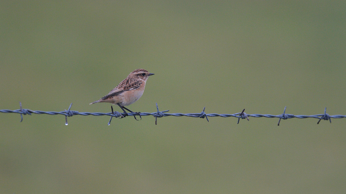 Whinchat, Pembrokeshire, August 2013