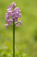 Miltary Orchid, Berkshire, May 2024