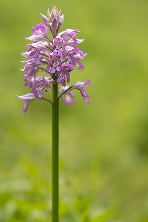 Miltary Orchid, Berkshire, May 2024