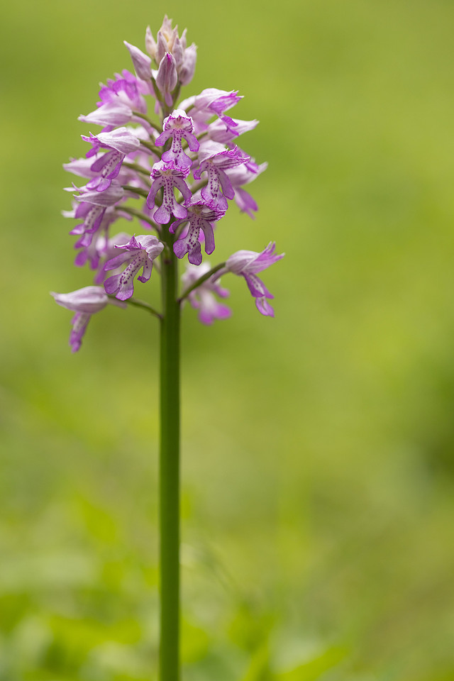 Miltary Orchid, Berkshire, May 2024
