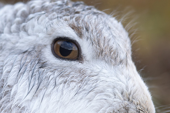 Mountain Hare, Findhorn Valley, January 2022