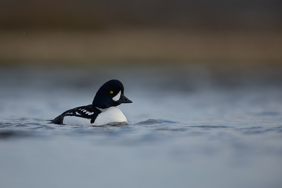 Barrow's Goldeneye,  River Laxa, Iceland, May 2022