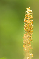 Bird's Nest Orchid, Gloucestershire, June 2024