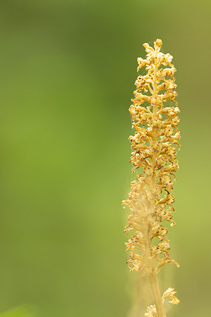Bird's Nest Orchid, Gloucestershire, June 2024
