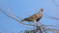 Bare-eyed Pigeon