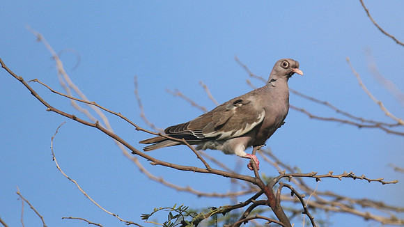 Bare-eyed Pigeon, Bubali Ponds, Aruba, November 2015.