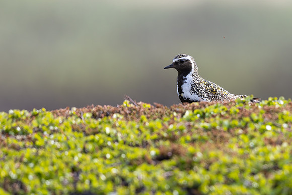 Golden Plover, Norway, June 2025