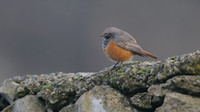 Eastern Black Redstart, Skinningrove, November 2016