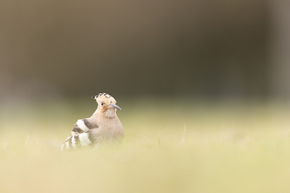 Hoopoe, Swansea, October 2024