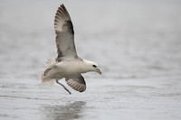 Fulmar, Iceland, June 2022