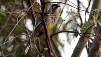 Red Wattlebird