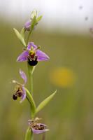 Bee Orchid, Cleeve common, June 2024