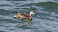 Teal,  Farmoor Reservoir, October 2014