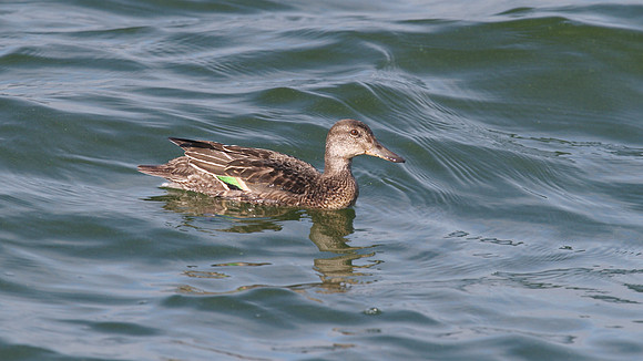 Teal,  Farmoor Reservoir, October 2014