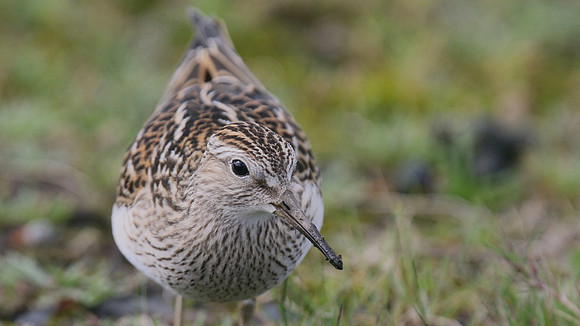 Pectoral Sandpiper, Davidstow, September 2016