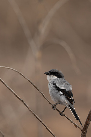 Southern Grey Shrike, Lanzarote, July 2022