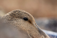 Eider Duck, Raufarhofn, Iceland, June 2022