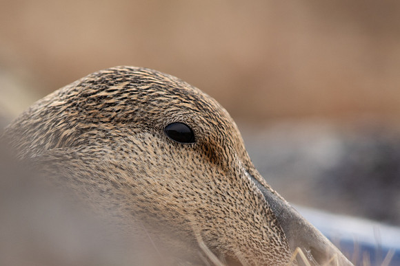 Eider Duck, Raufarhofn, Iceland, June 2022
