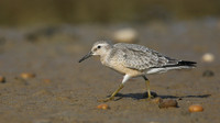 Knot, Ferrybridge, September 2016