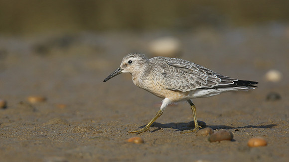 Knot, Ferrybridge, September 2016