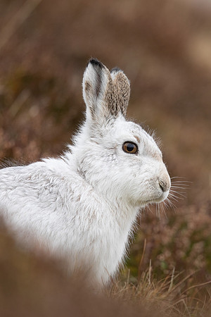 Mountain Hare, Findhorn Valley, February 2023