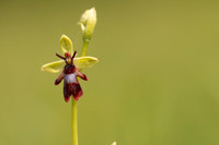 Fly orchid, Parkgate Down, May 2024