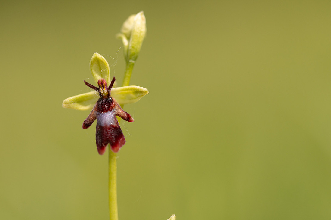 Fly orchid, Parkgate Down, May 2024
