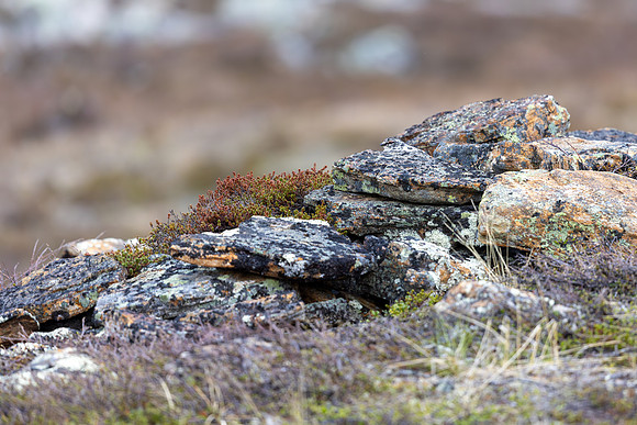 Ptarmigan, Mount Alias, Finland, June 2025