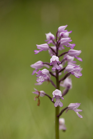 Miltary Orchid, Berkshire, May 2024
