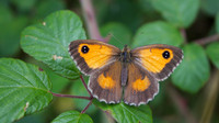 Gatekeeper, Tockington