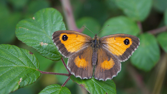 Gatekeeper, Tockington