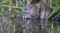 Brown Rat, Slimbridge, December 2014