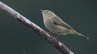 Chiffchaff, Tockington, September 2014
