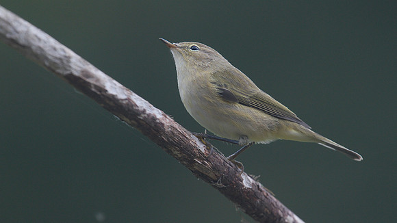 Chiffchaff, Tockington, September 2014