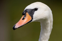 Mute Swan