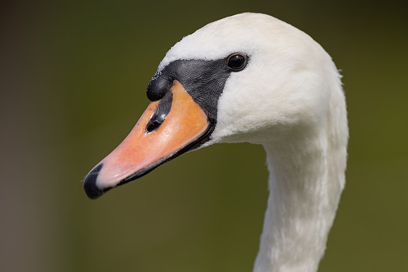 Mute Swan, Slimbridge, September 2023
