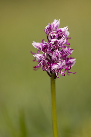 Monkey Orchid, Kent, May 2024