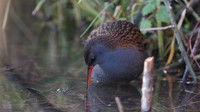 Water Rail, Slimbridge, January  2015