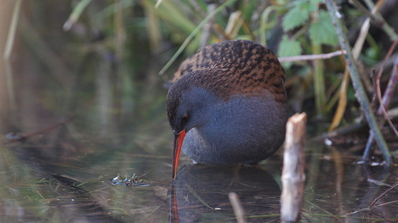 Water Rail, Slimbridge, January  2015