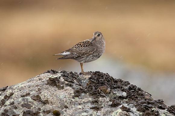 Purple Sandpiper, Raufarhofn, June 2022
