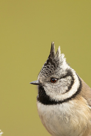 Crested Tit, Loch Morclich, February 2023